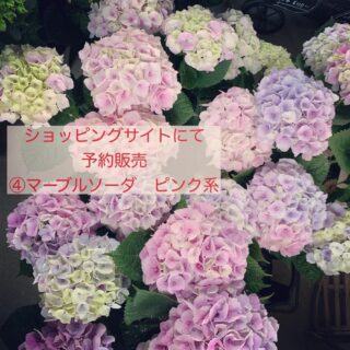 flower5