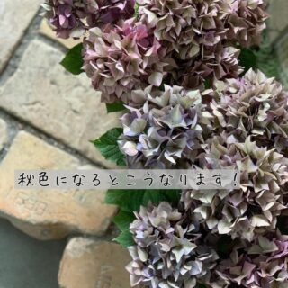 flower019