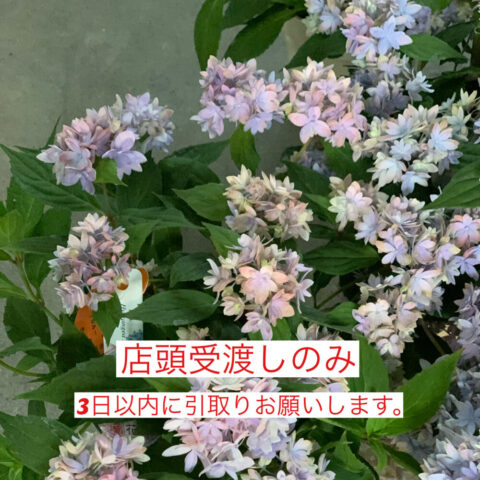 flower1__01