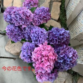 flower019